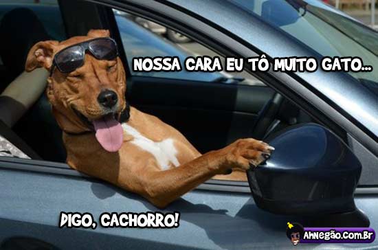 cachorro