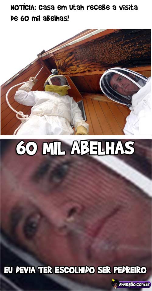 abelhas