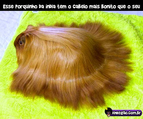 cabelo