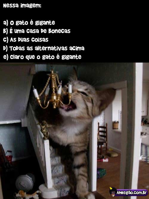 gato