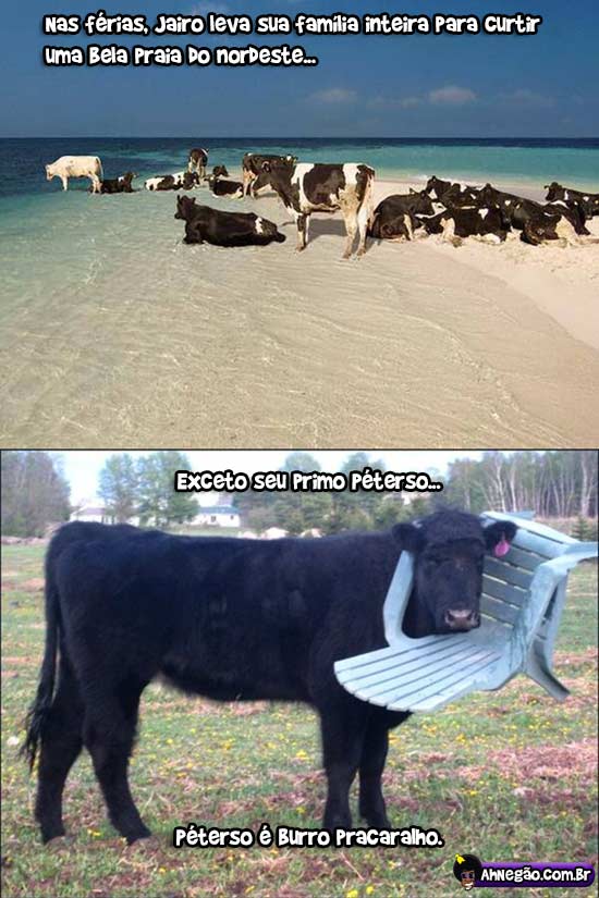 vacas