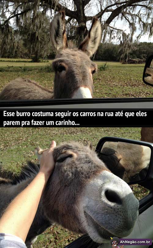 burro