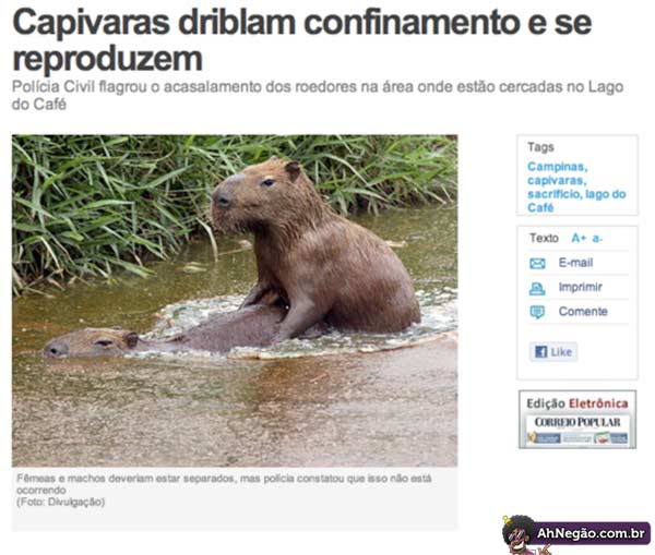 MEMES EM IMAGENS -SANTA CAPIVARA 