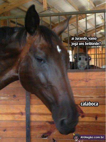 cavalo