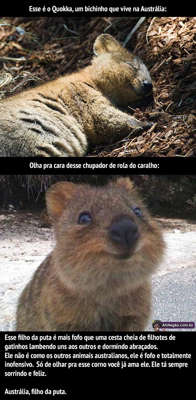 quokka