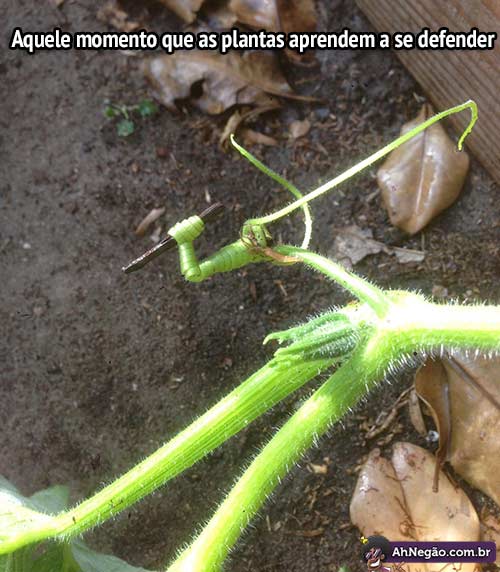 planta