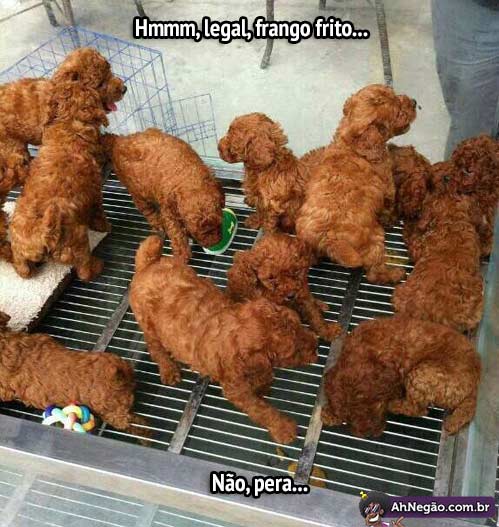 frango