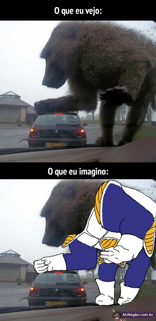 macaco