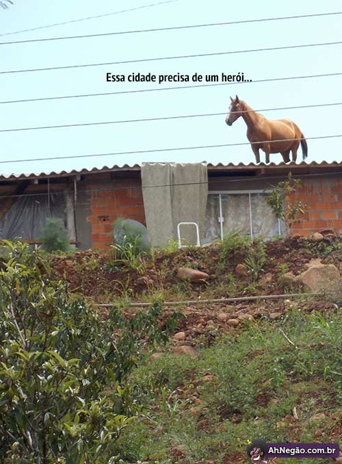 cavalo