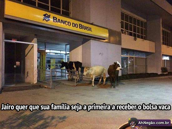 vacas