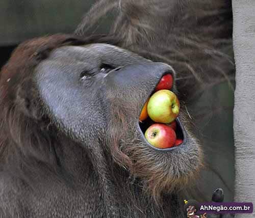 An Orangutan at Moscow zoo stuffs its mouth with apples.