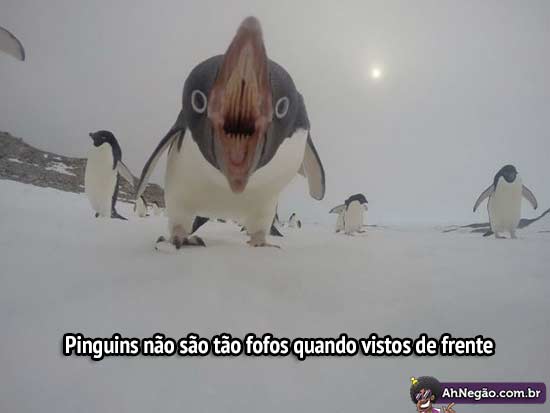 pinguim