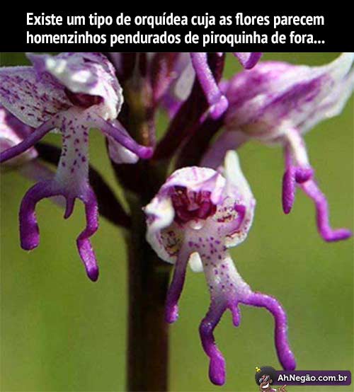 orquidea